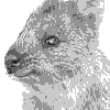 Quokka